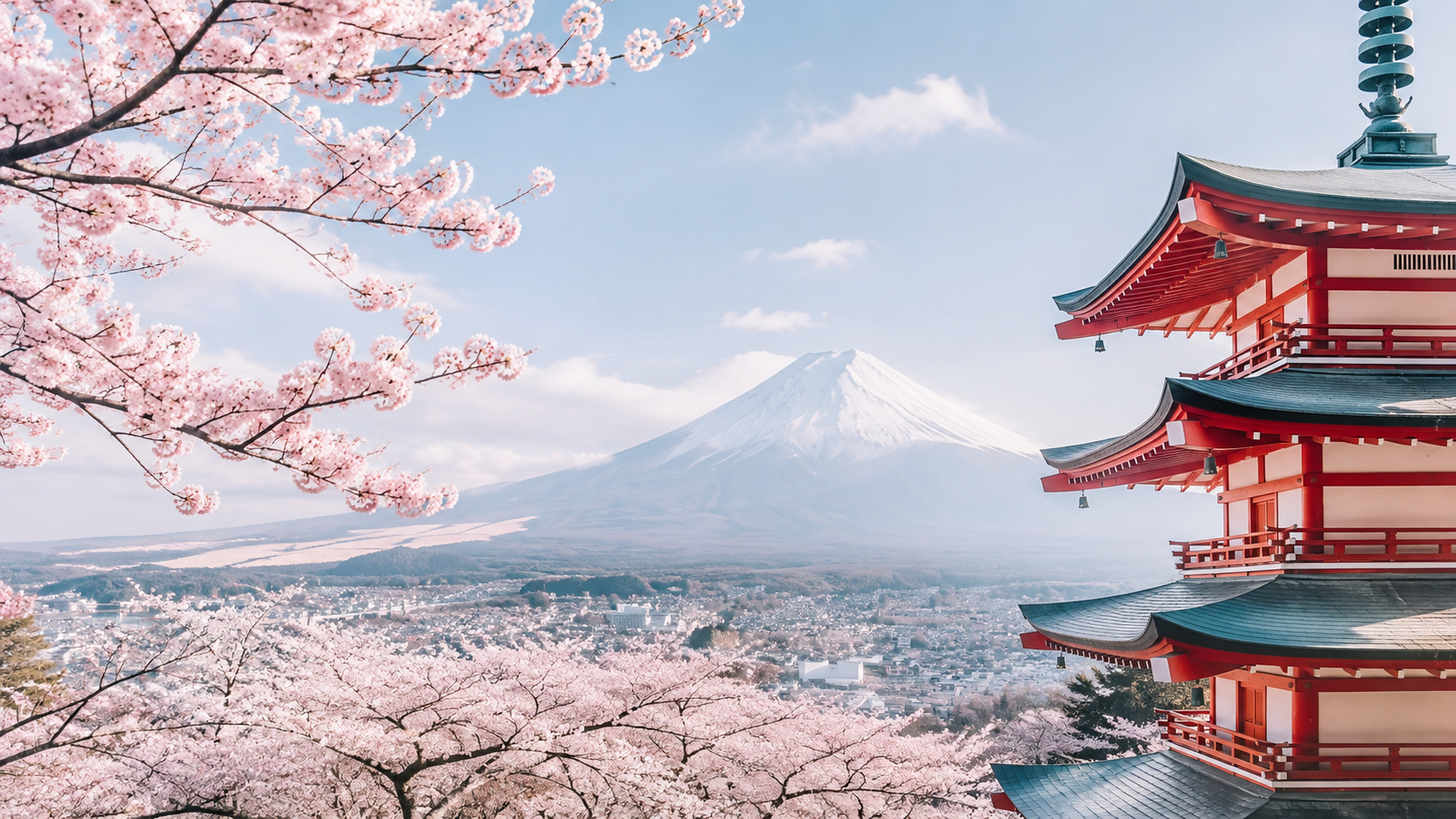 cherry blossoms in Japan